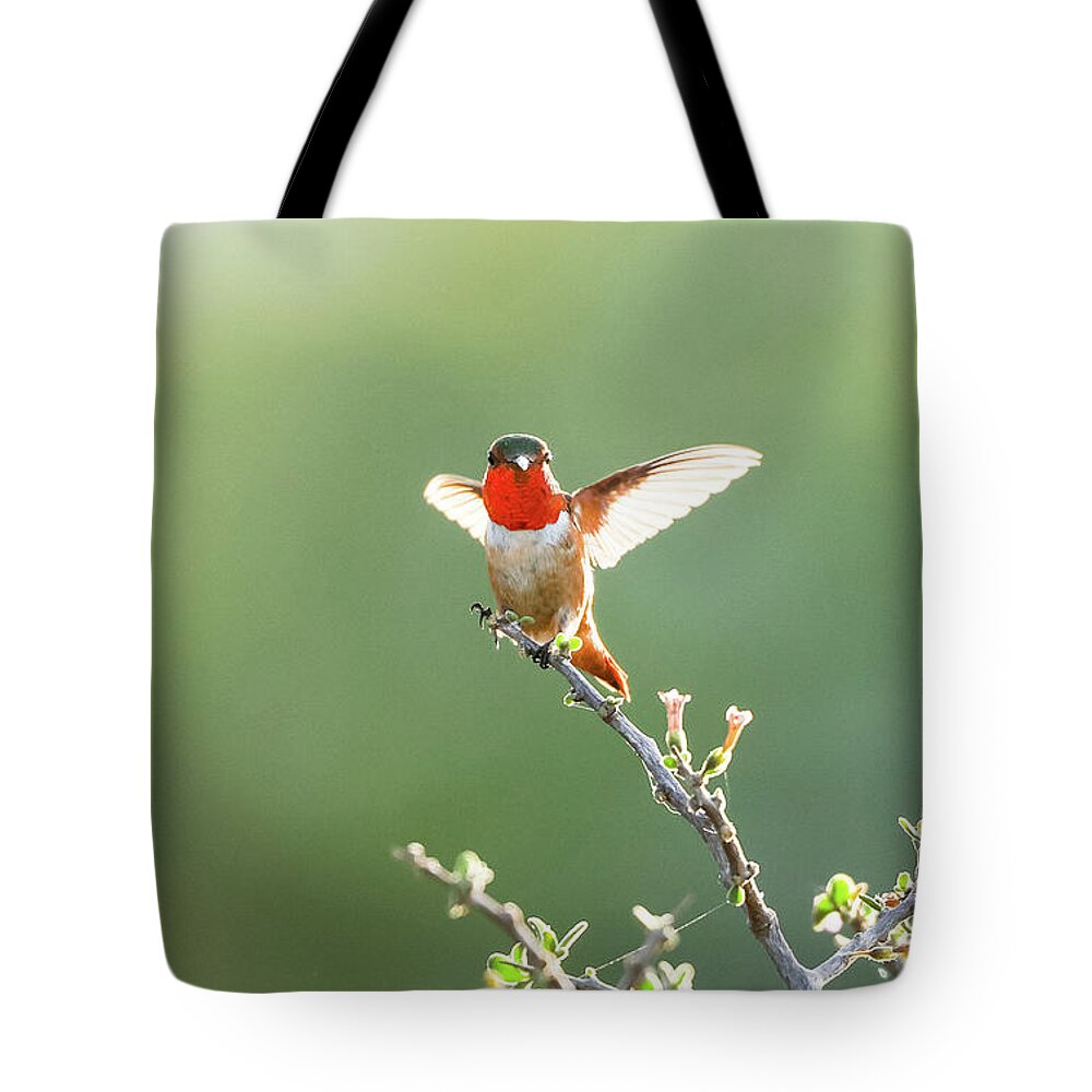 Hummingbird Tote Bag featuring the photograph Allen's Hummingbird by Tahmina Watson