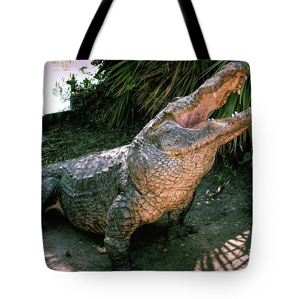 Alligator Tote Bag featuring the photograph Alligator by Carolyn Hutchins