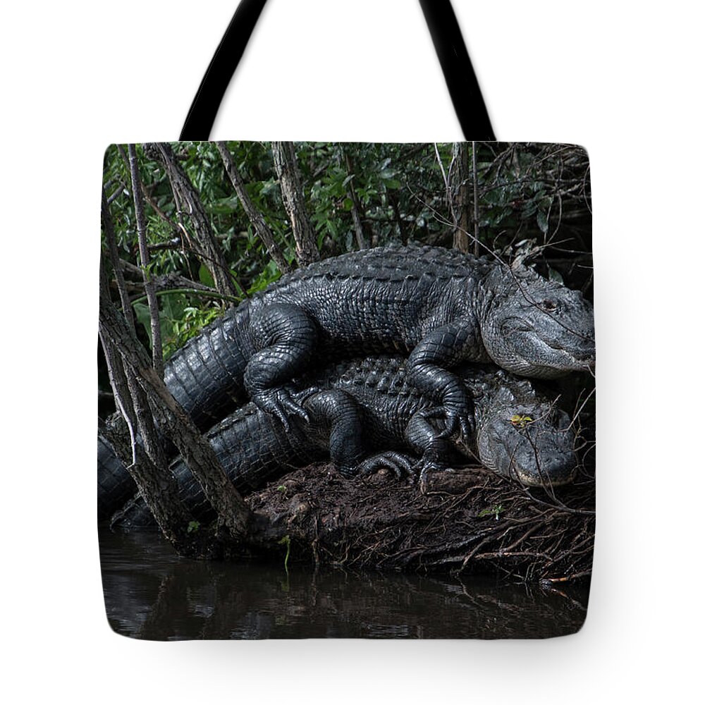 Alligator Tote Bag featuring the photograph Alligator Pile Up by Carolyn Hutchins