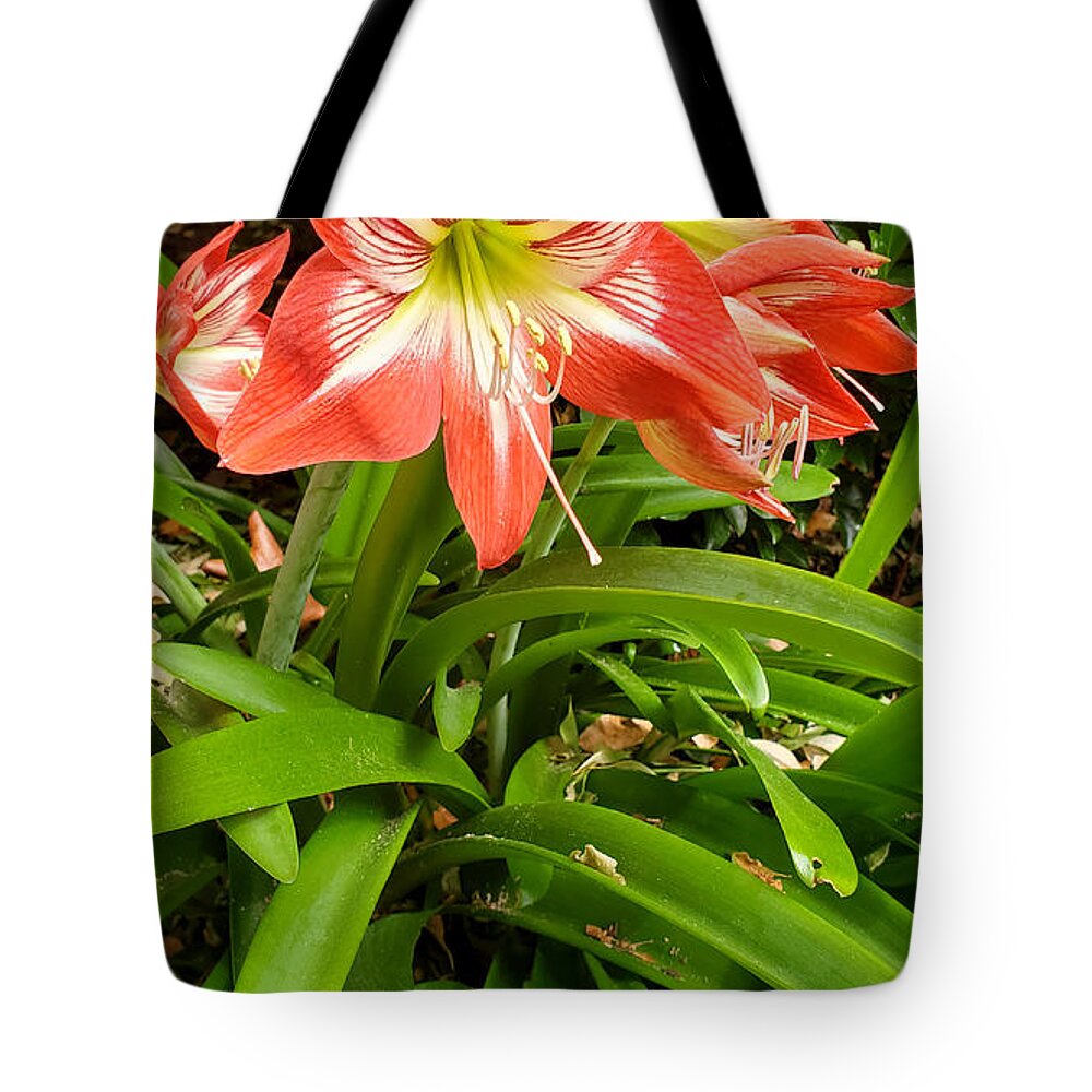 Amaryllis Minerva Tote Bag featuring the photograph Amaryllis Minerva Blooms by Kenny Glover