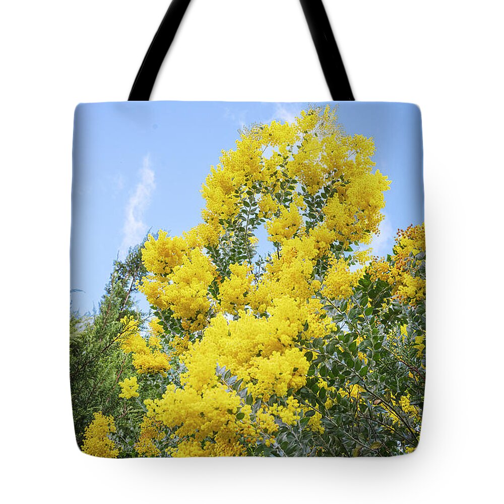 Flowers Tote Bag featuring the photograph Amazing Acacias by Jay Heifetz