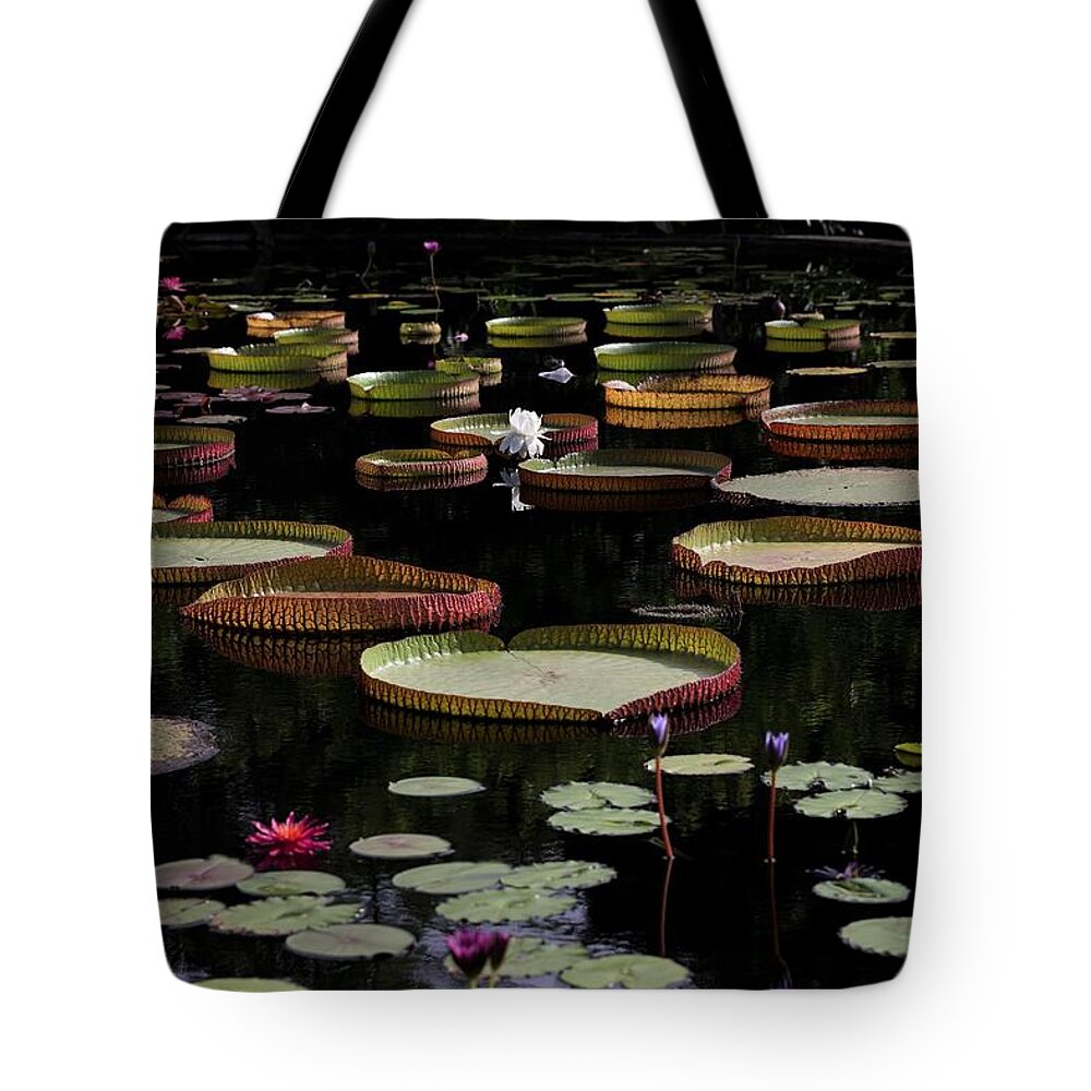 Amazon Water-lily Tote Bag featuring the photograph Amazon Water Lily by Mingming Jiang