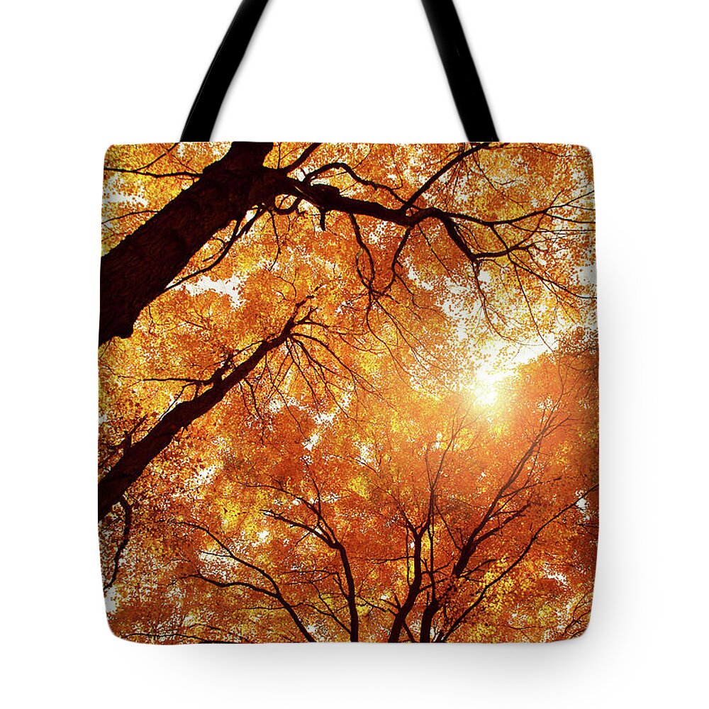  Tote Bag featuring the photograph Amber and Gold by Rob Blair