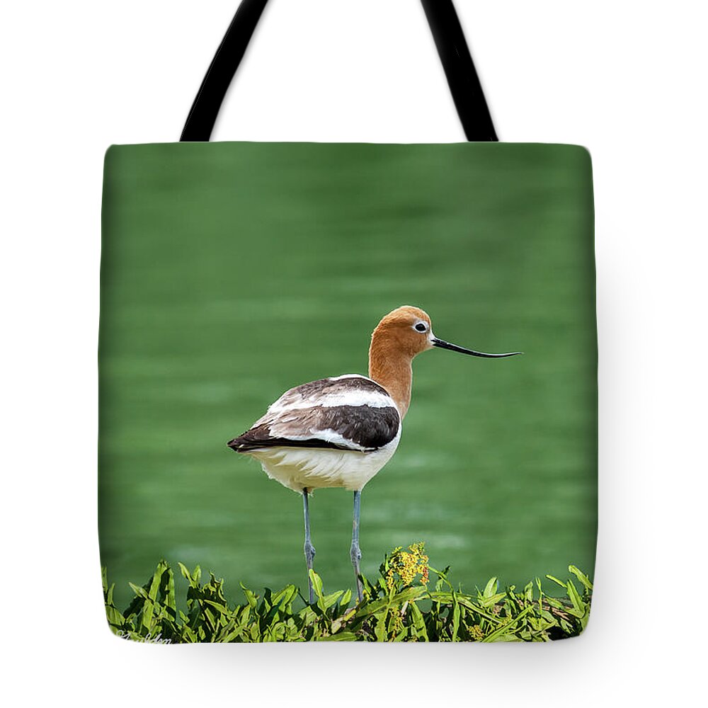 American Avocet Tote Bag featuring the photograph American Avocet by Jeff Goulden