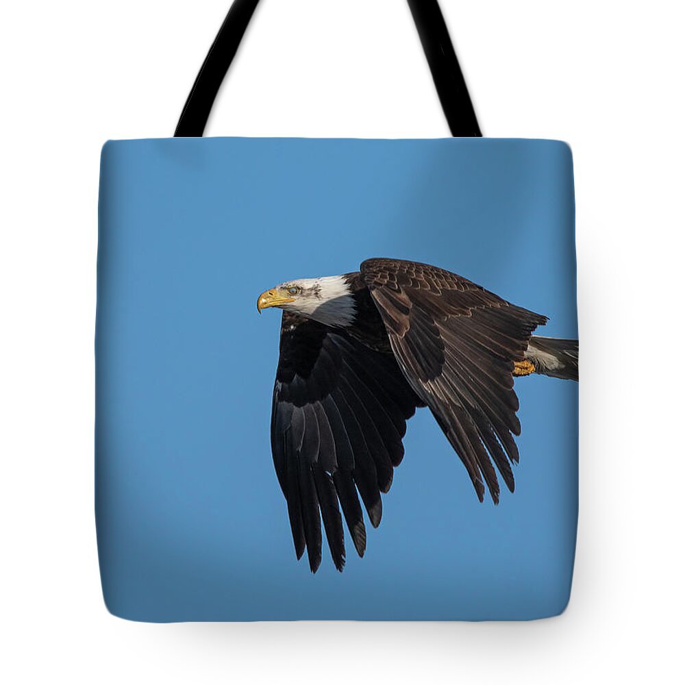 Raptor Tote Bag featuring the photograph American Bald Eagle 1 by Rick Mosher