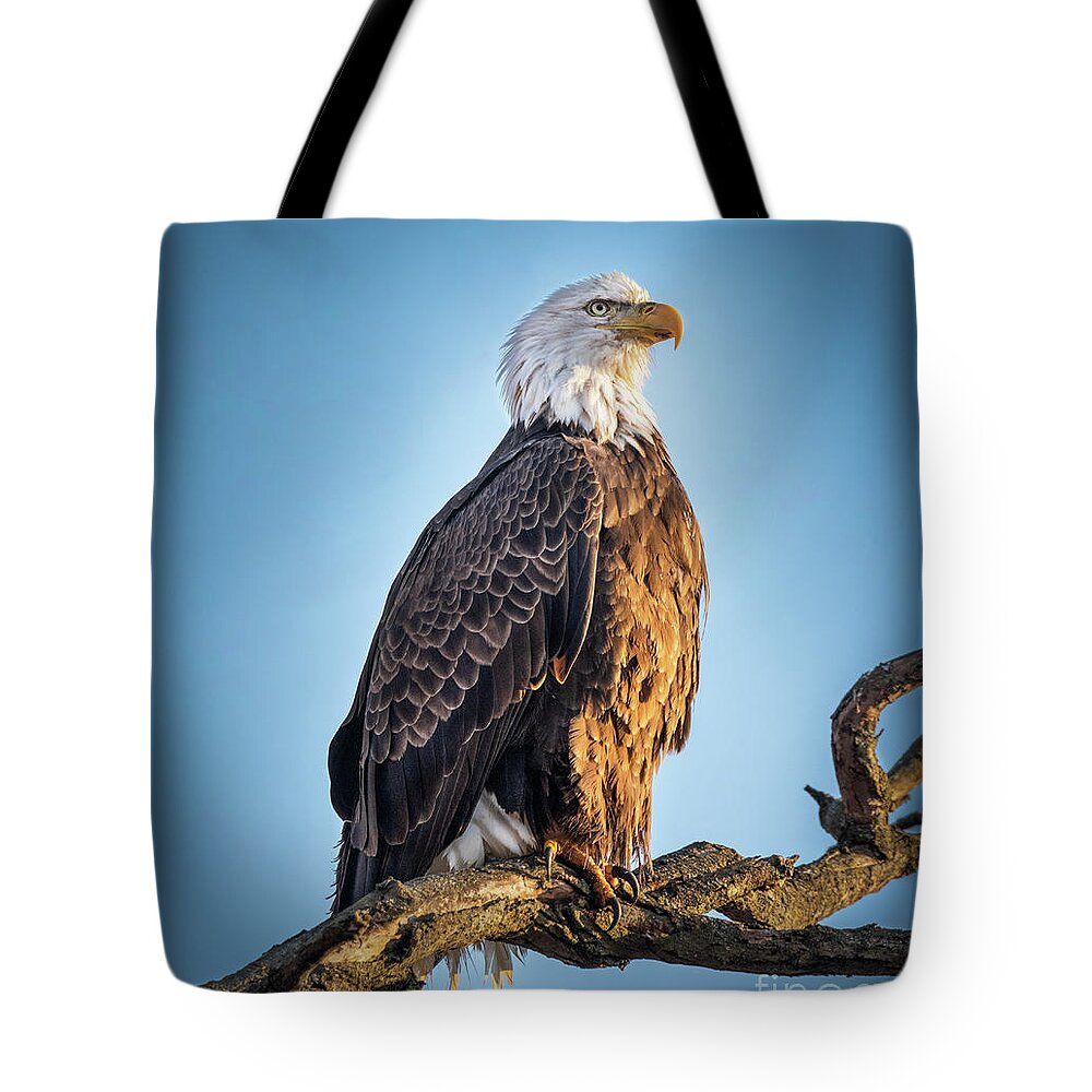 American Bald Eagle Tote Bag featuring the photograph American Bald Eagle on a Branch by Sandra Rust