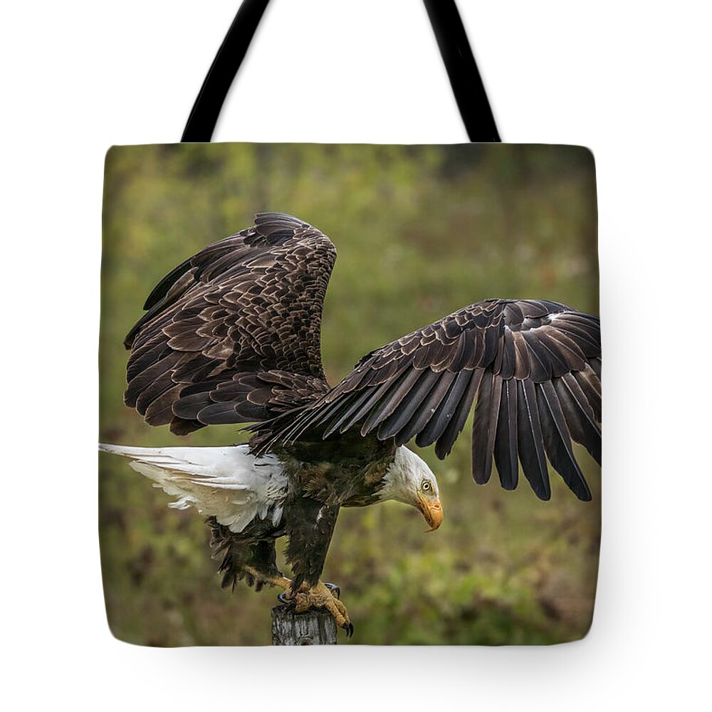 Eagle Tote Bag featuring the photograph American Bald Eagle Perch Wings by Patti Deters