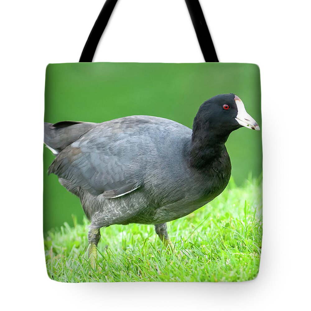 Adult Tote Bag featuring the photograph American Coot Grazing in the Grass by Jeff Goulden