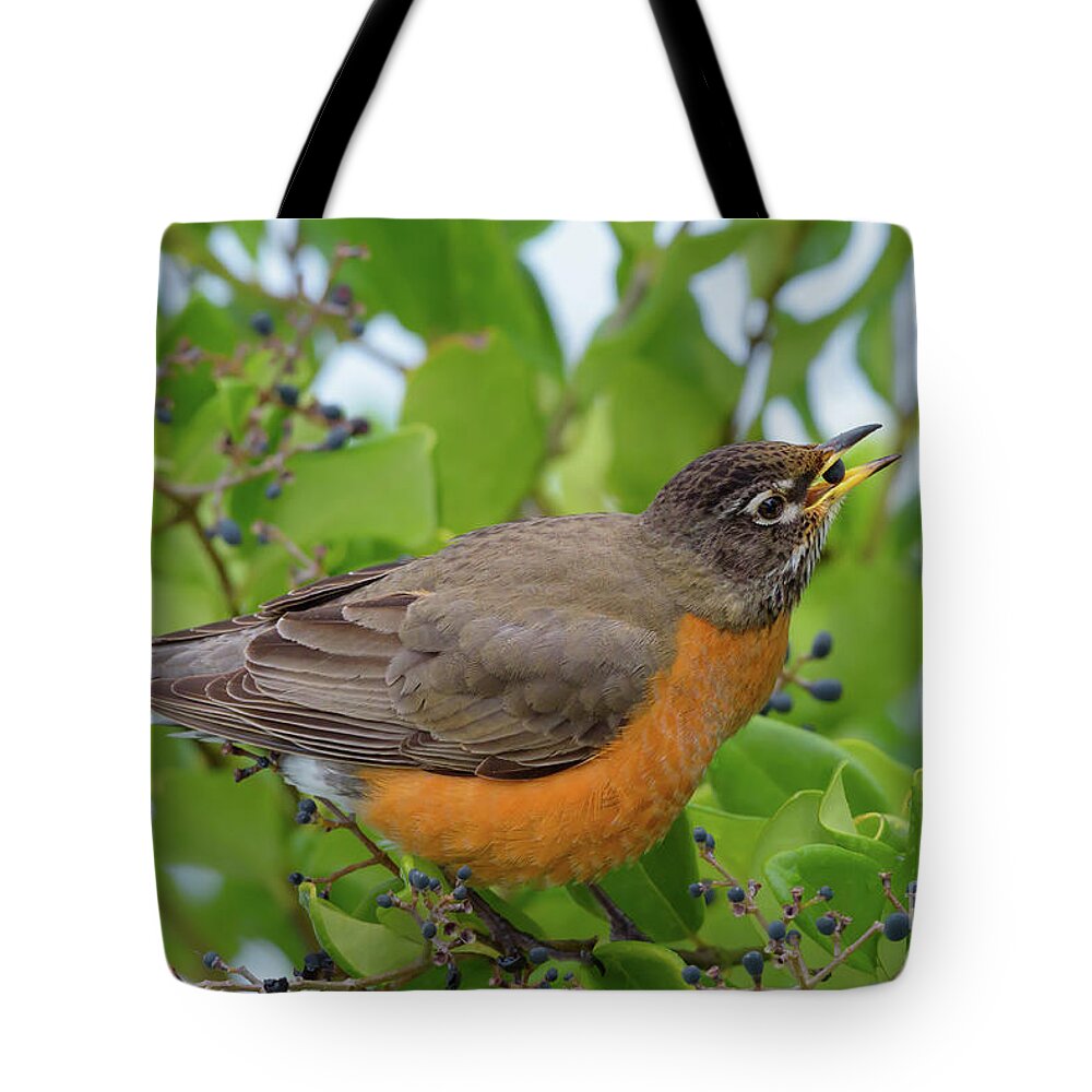 American Robin Tote Bag featuring the photograph American Robin Finds Privet Berries by Nancy Gleason