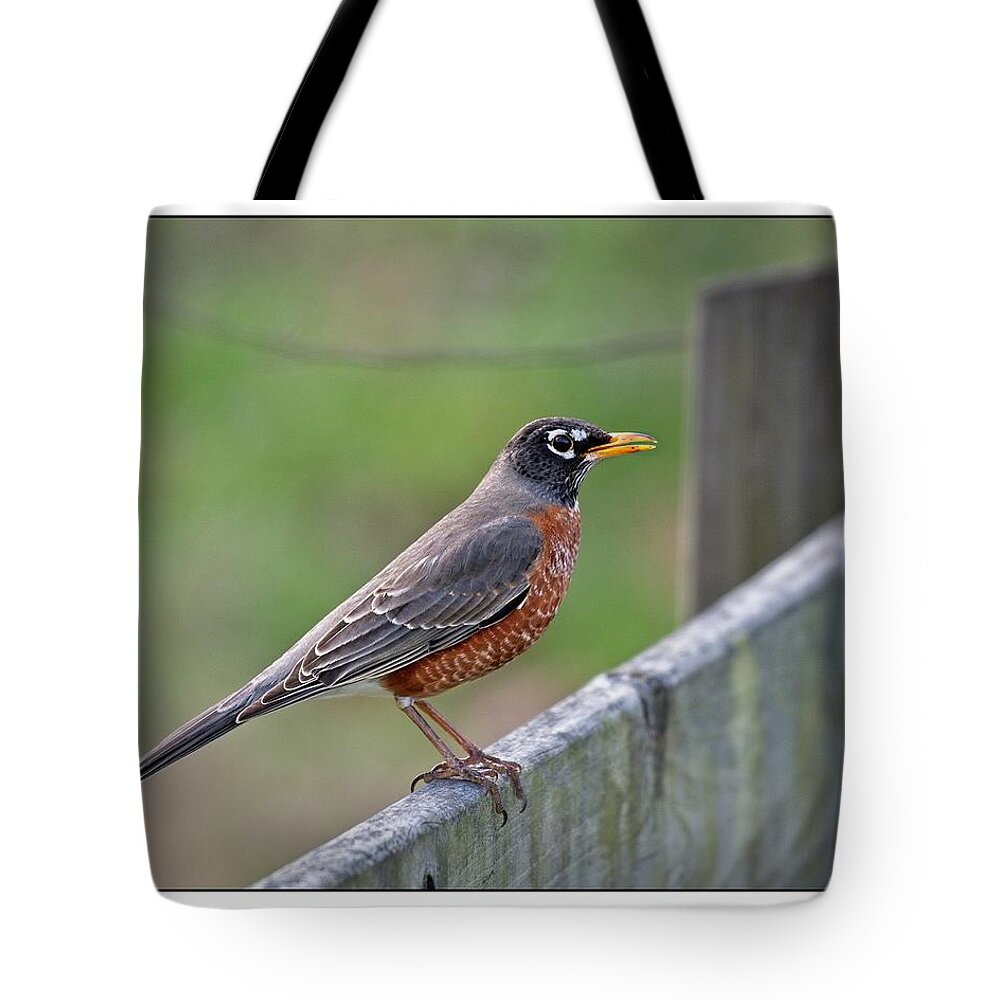 Wildlife Tote Bag featuring the photograph American Robin by John Benedict