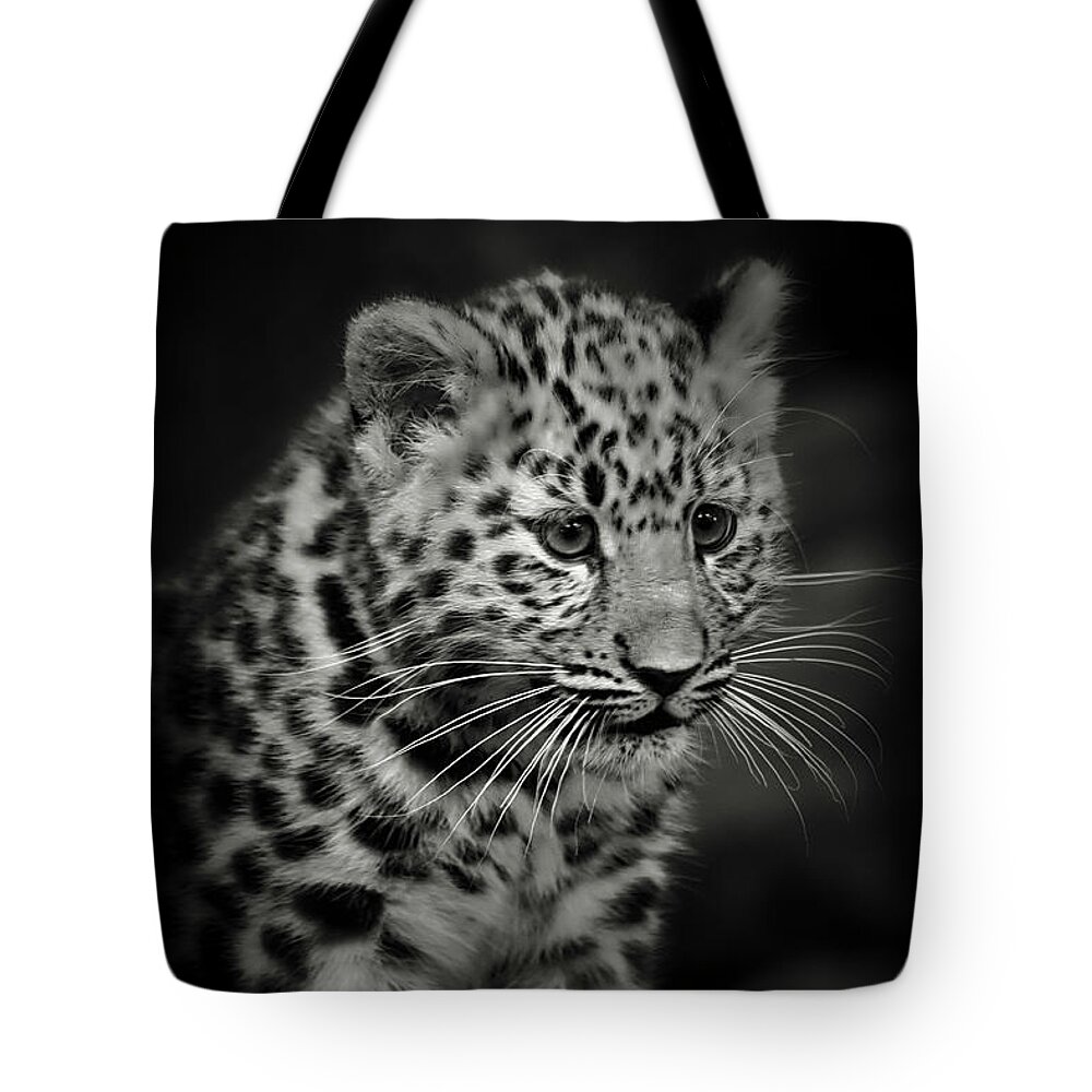 Amur Tote Bag featuring the photograph Amur Leopard Cub - Sepia by Chris Boulton