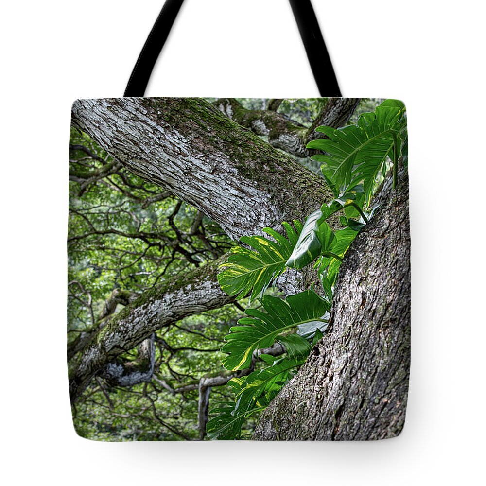 Waimea Valley Tote Bag featuring the photograph An Exceptional Tree by Rebecca Caroline Photography