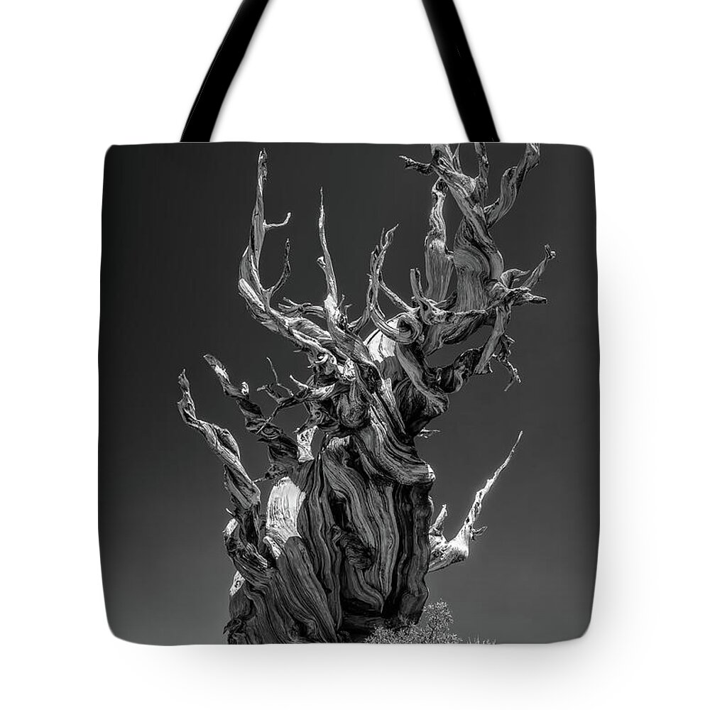 Business Decor Tote Bag featuring the photograph Ancient Sentinels by Rick Furmanek