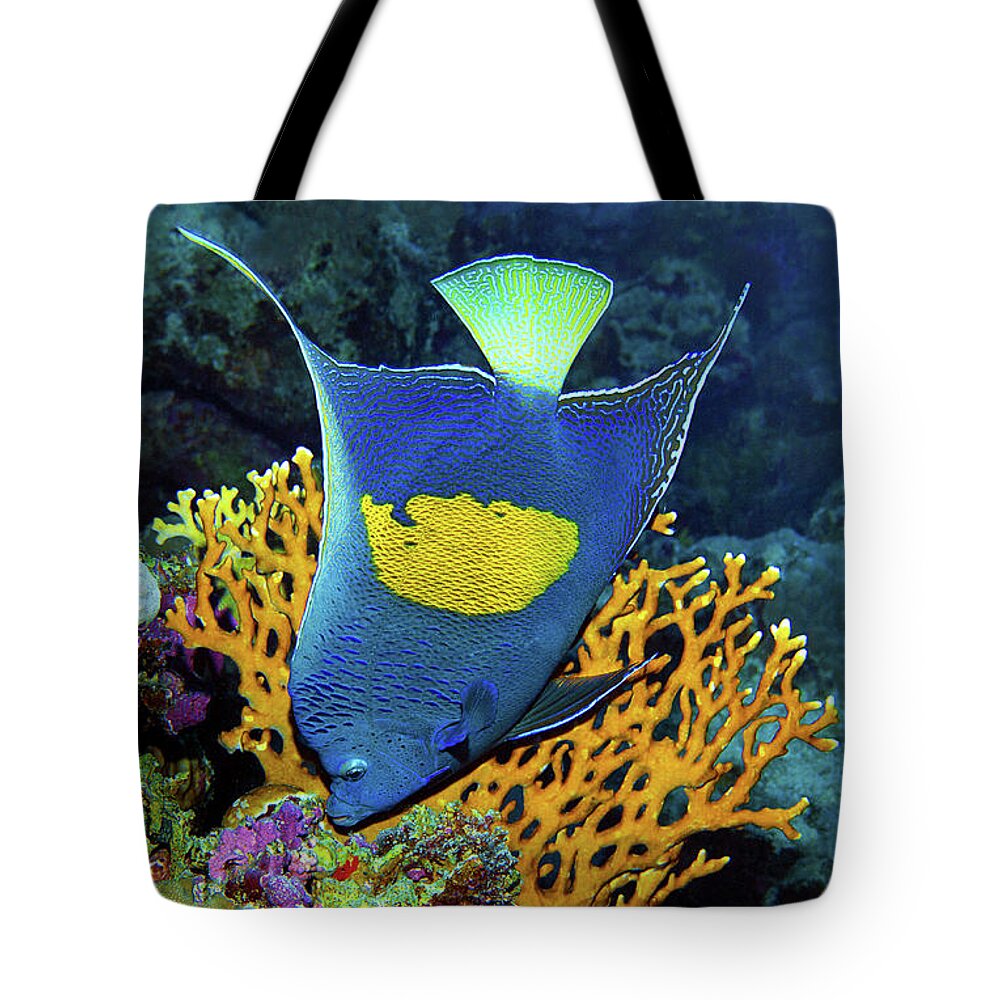 Angelfish Tote Bag featuring the photograph Angelfish at coralreef - by Ute Niemann
