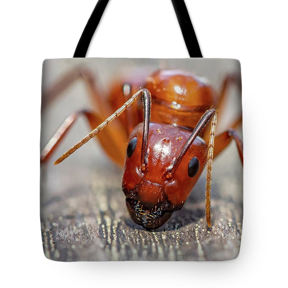 Ant Tote Bag featuring the photograph Ant by Anna Rumiantseva