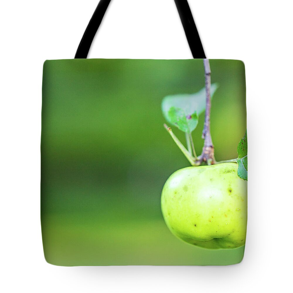 Nature Tote Bag featuring the photograph Apple Tree Fall 2020 2 by Amelia Pearn