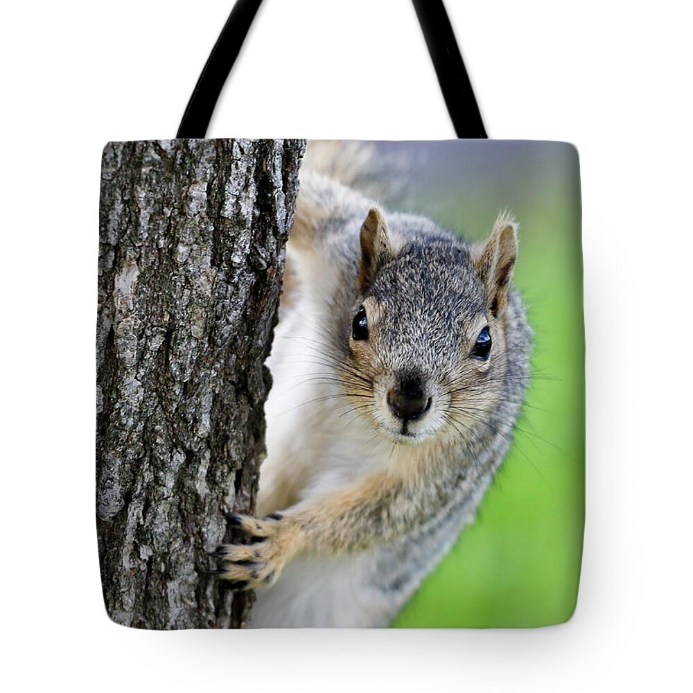 Squirrel Tote Bag featuring the photograph Are you looking at me? by Gary Geddes