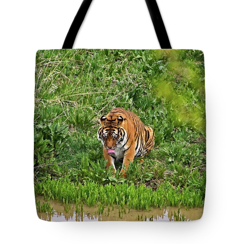 Nature Tote Bag featuring the photograph Tiger Taking A Drink #4 by Loren Gilbert