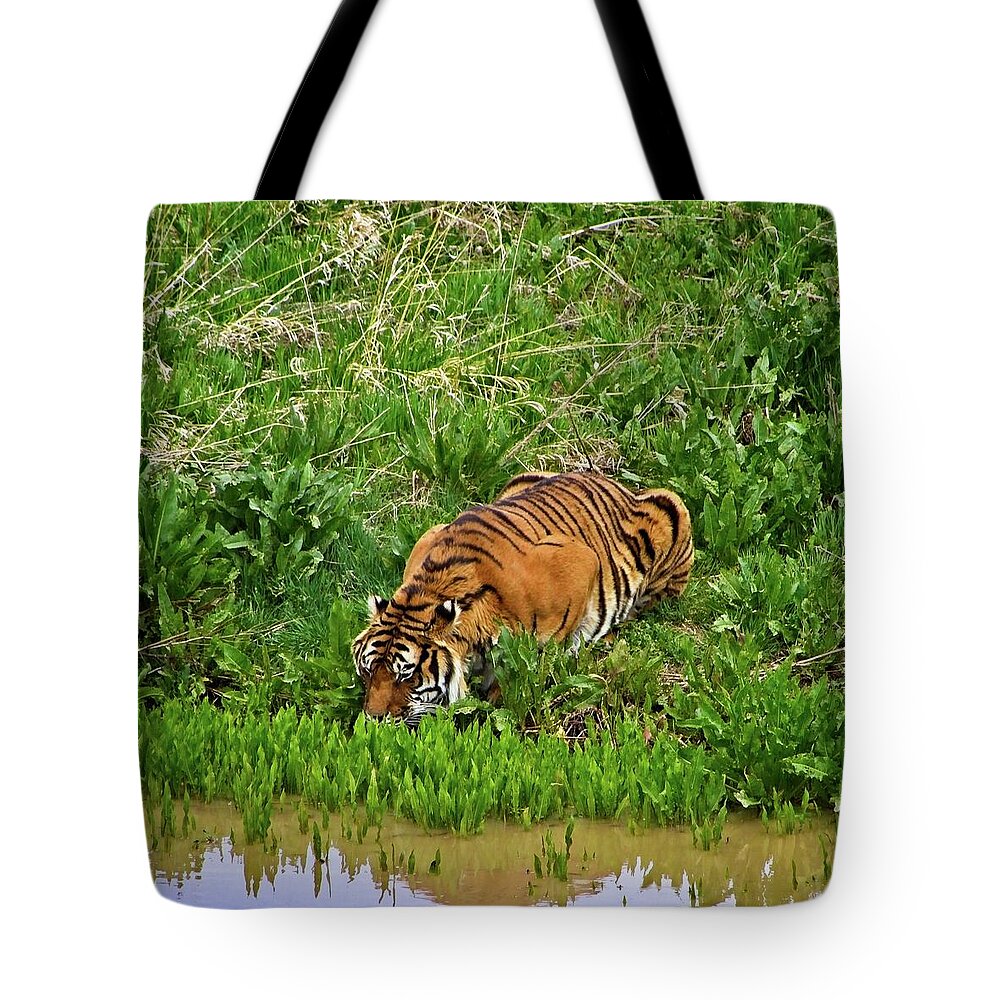Nature Tote Bag featuring the photograph Tiger Taking A Drink #3 by Loren Gilbert
