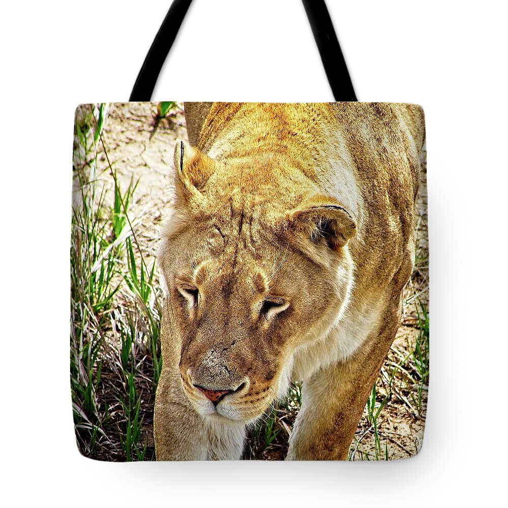 Nature Tote Bag featuring the photograph A Lioness On The Prowl #2. by Loren Gilbert