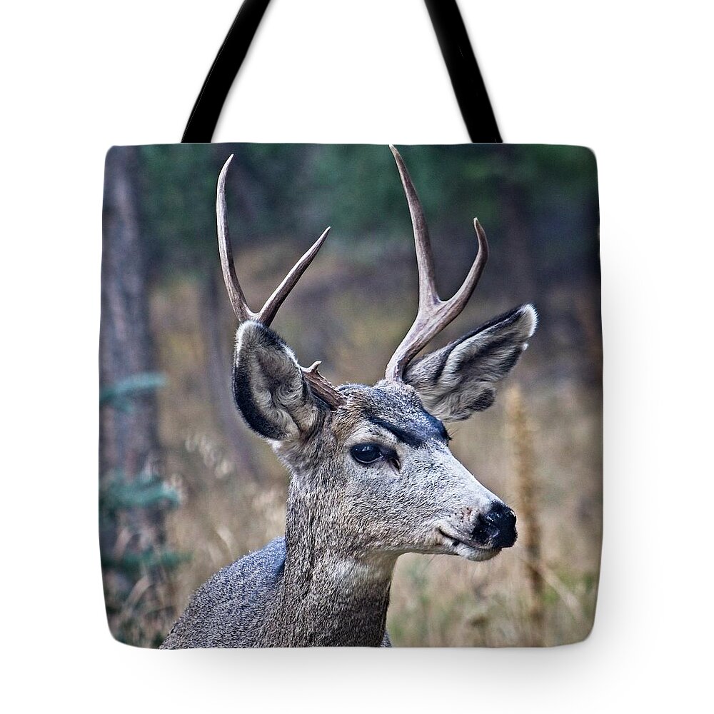 Rack Tote Bag featuring the photograph Look At Those Eyebrows by Loren Gilbert