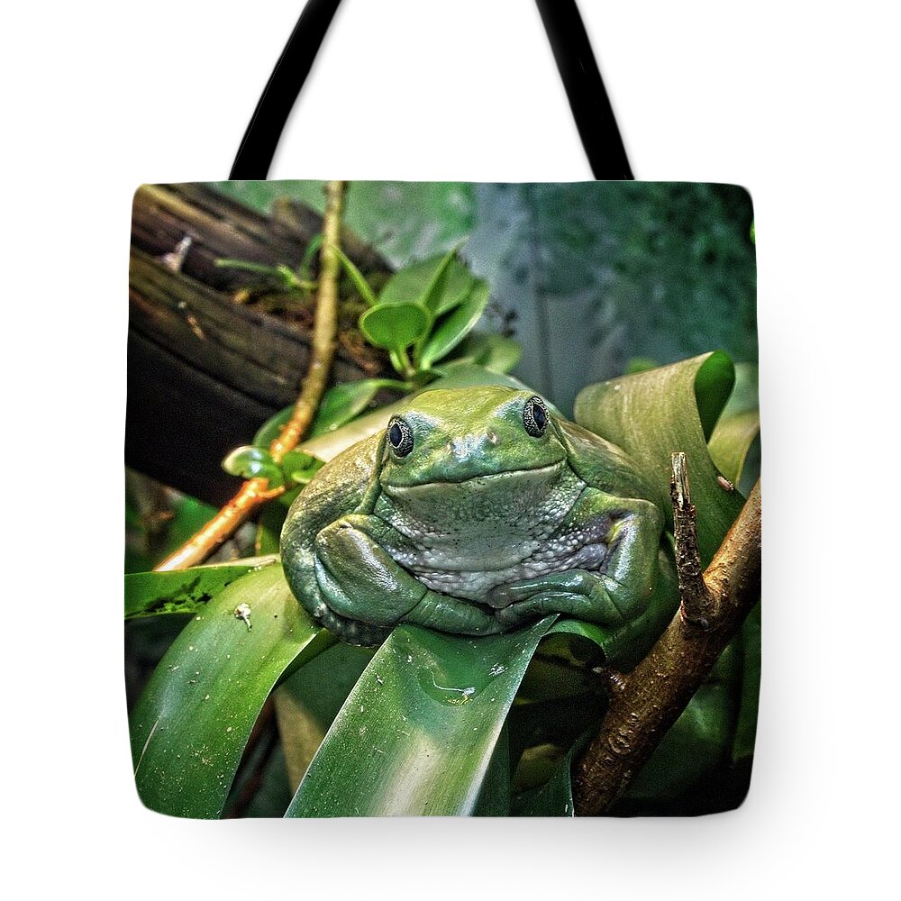 Cute Tote Bag featuring the photograph Jabba The Frog by Loren Gilbert