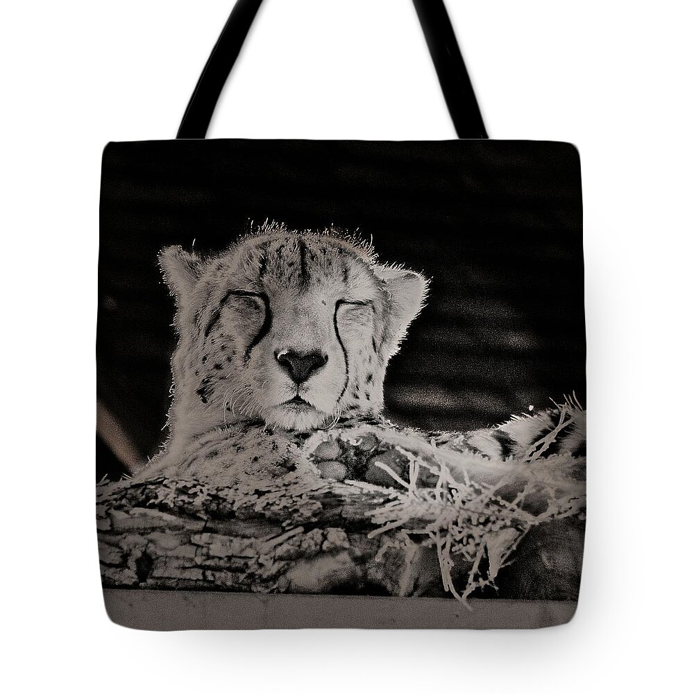 Colorado Tote Bag featuring the photograph Cheetah Snoozing In The Sun by Loren Gilbert