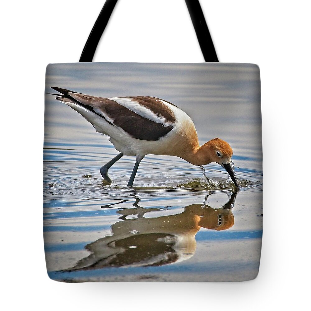 American Avocet Tote Bag featuring the photograph An American Avocet by Loren Gilbert