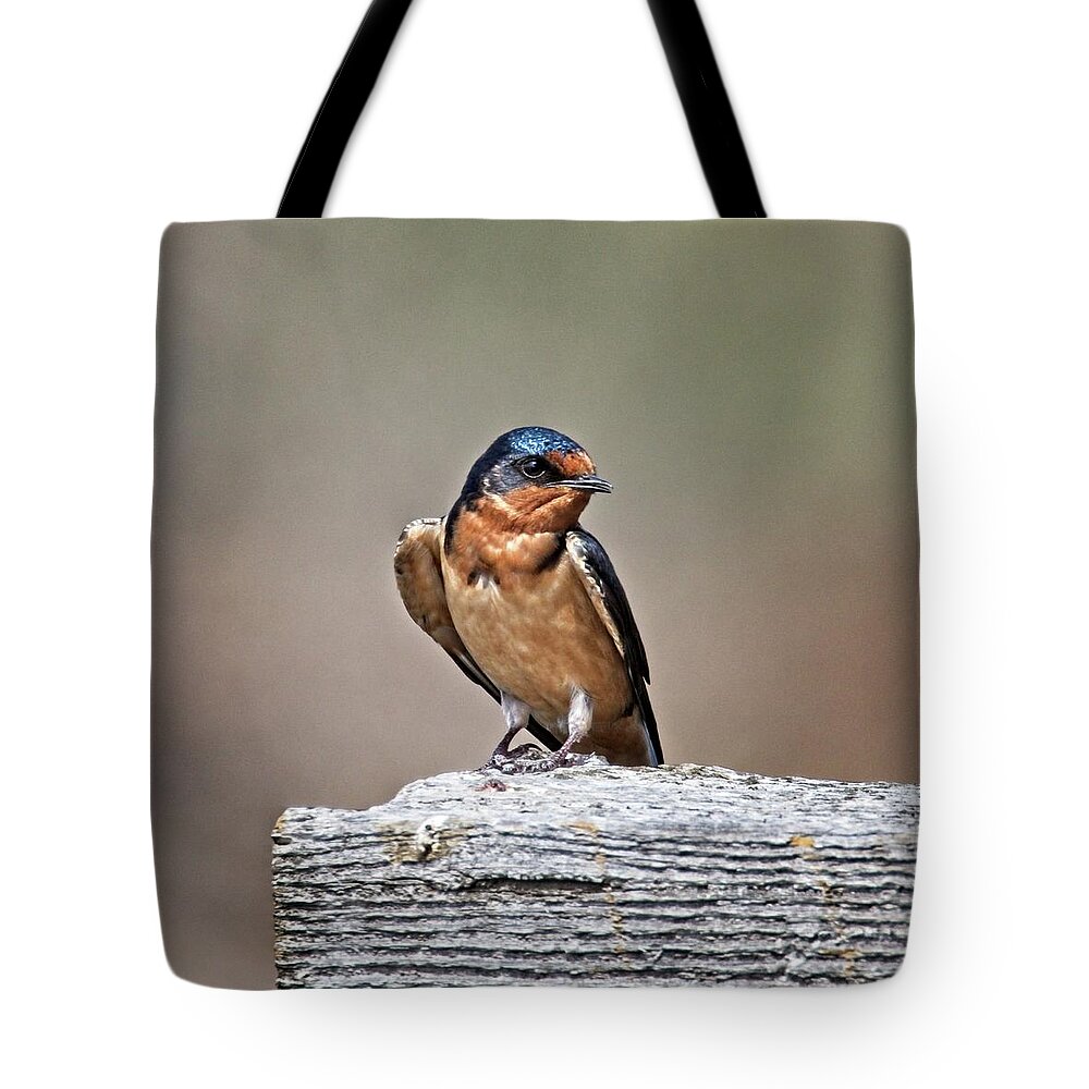 Alvar Tote Bag featuring the photograph Barn Swallow by Loren Gilbert