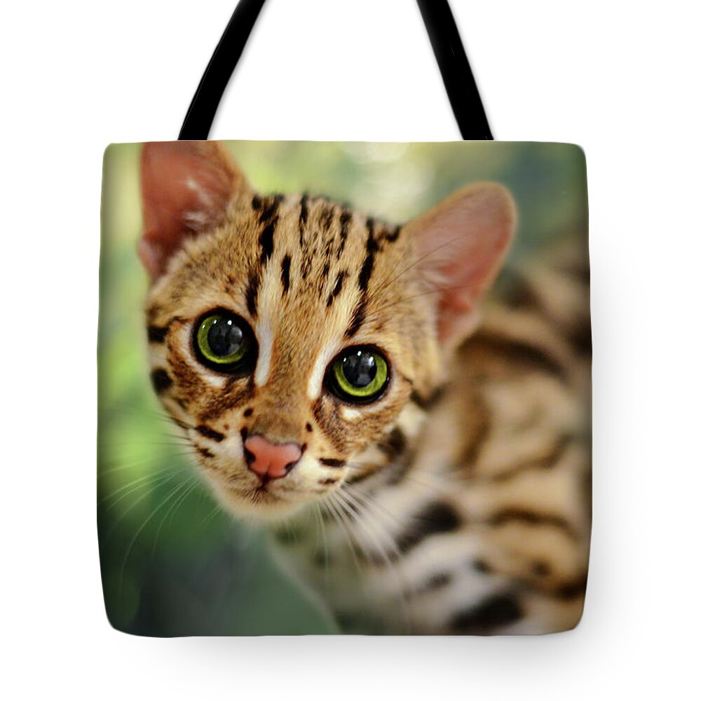 Animals Tote Bag featuring the photograph Asian Leopard Cub by Laura Fasulo