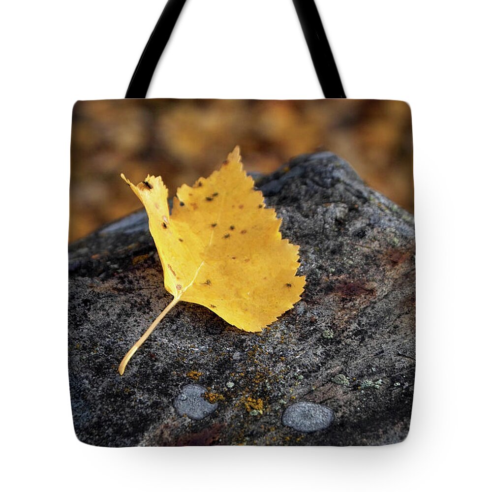 Yellow Tote Bag featuring the photograph Aspen Leaf on Rock by Kimberly Blom-Roemer