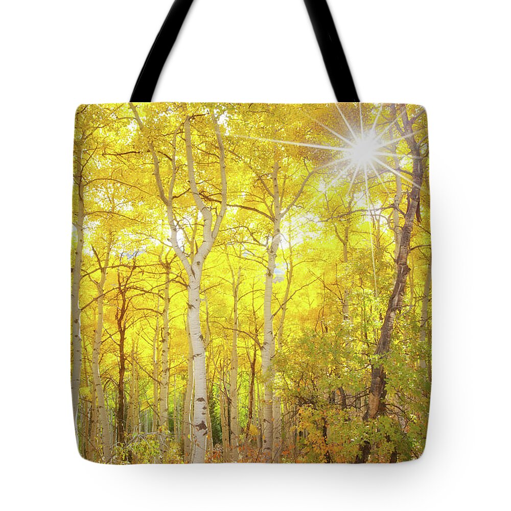 Aspens Tote Bag featuring the photograph Aspen Morning by Darren White