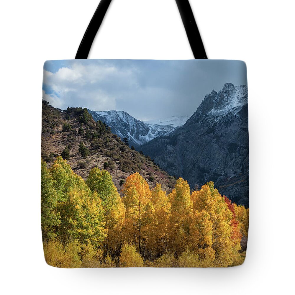 Trees Tote Bag featuring the photograph Aspen Trees In Autumn by Jonathan Nguyen