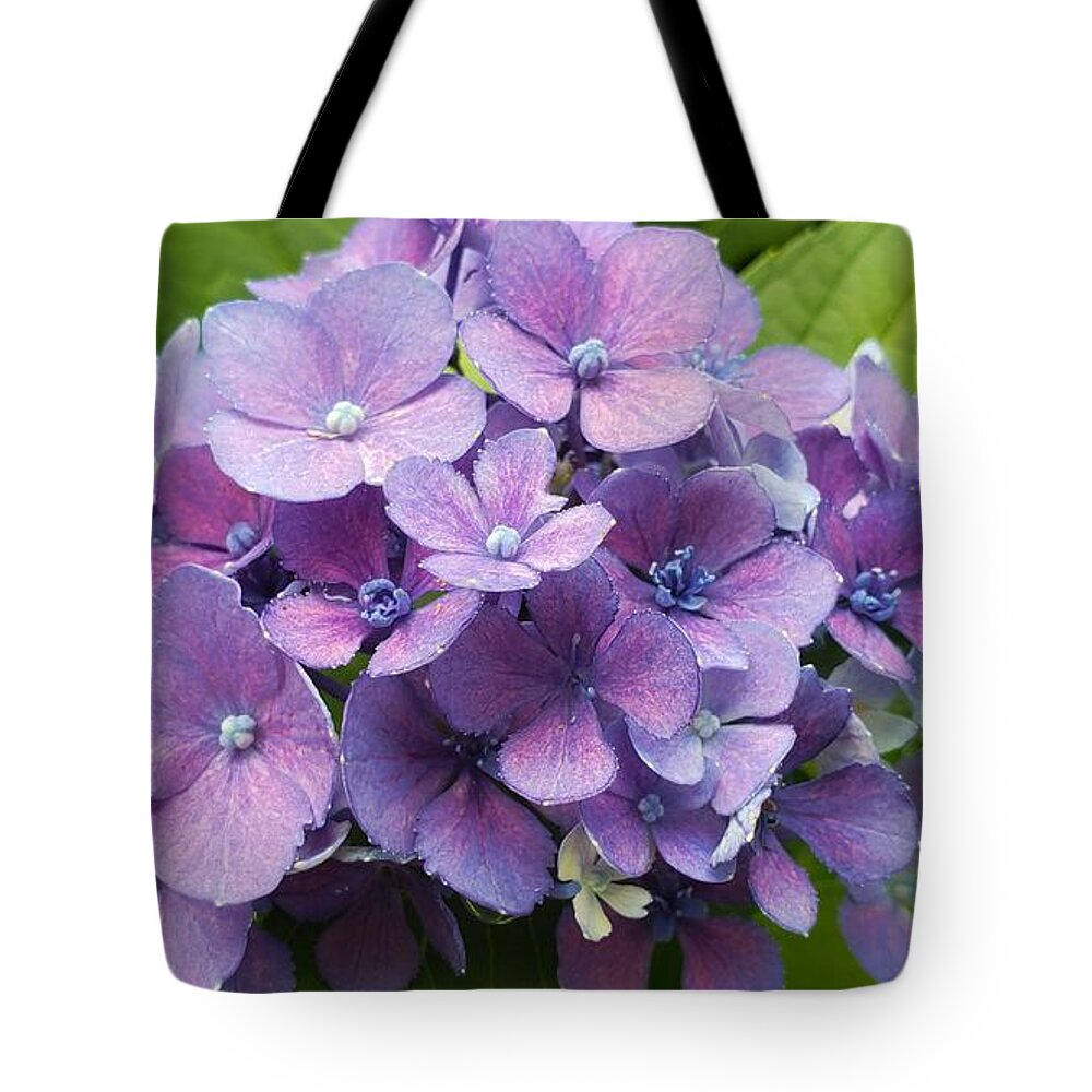 August Hydrangea. August Tote Bag featuring the photograph August Hydrangea by Christina McGoran