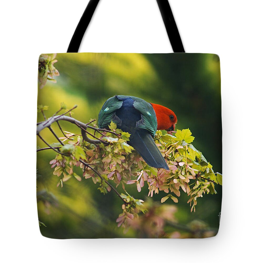King Parrot Tote Bag featuring the photograph Australian King Parrot by Joy Watson