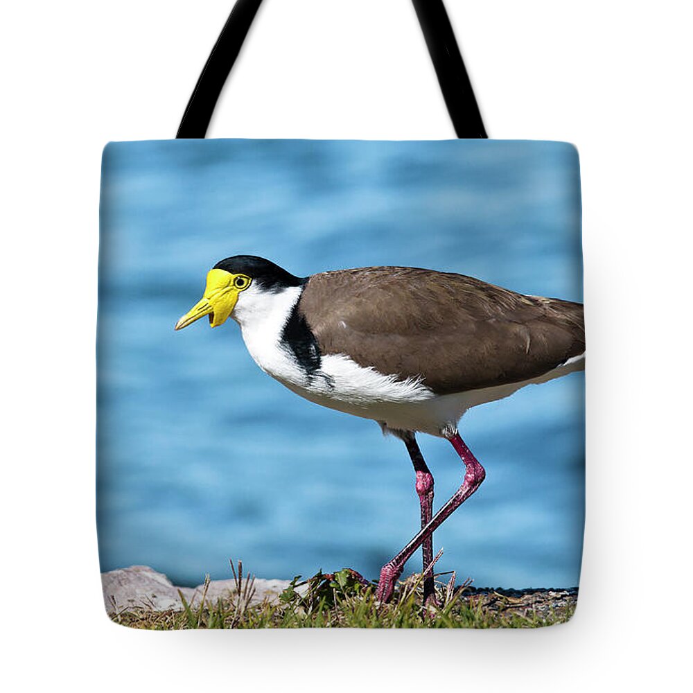Australian Plover Tote Bag featuring the digital art Australian plover 893 by Kevin Chippindall