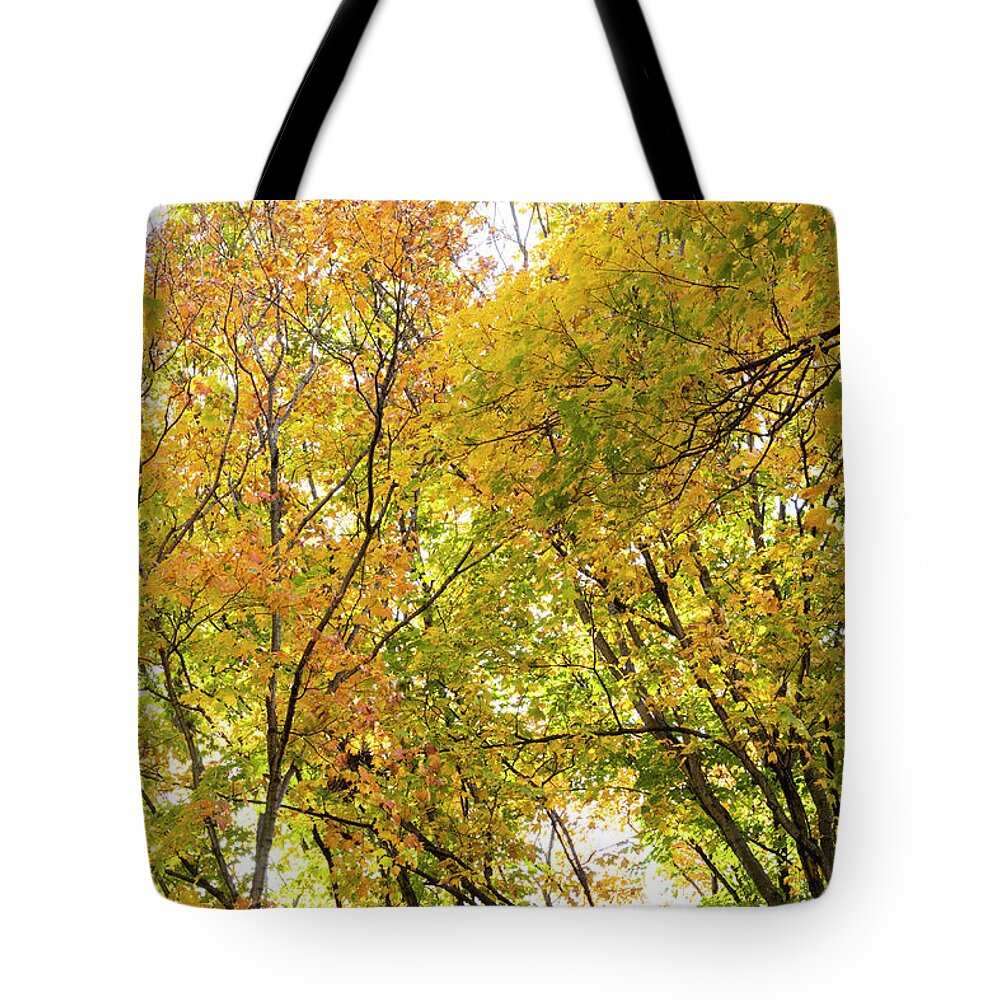 Autumn Awe Tote Bag featuring the photograph Autumn Awe by Patty Colabuono