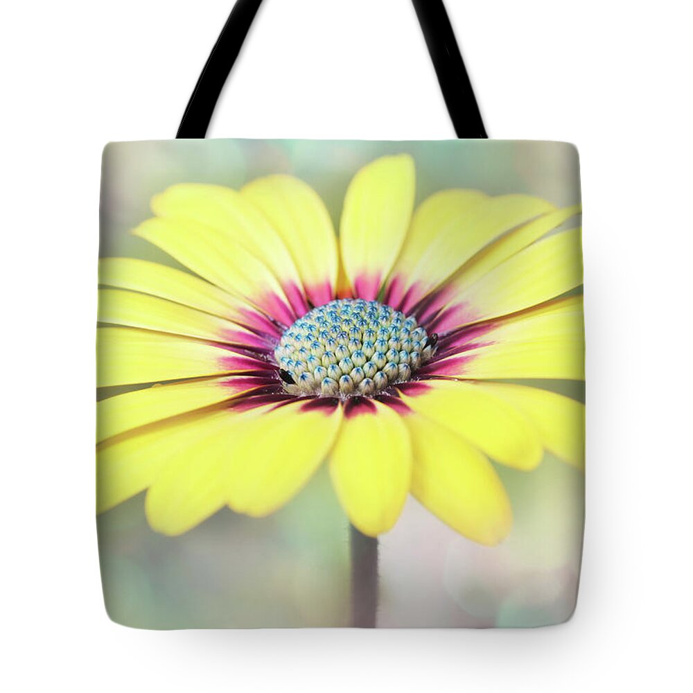 Blue Eyed Beauty Tote Bag featuring the photograph Autumn Blue Eye by Sharon Johnstone
