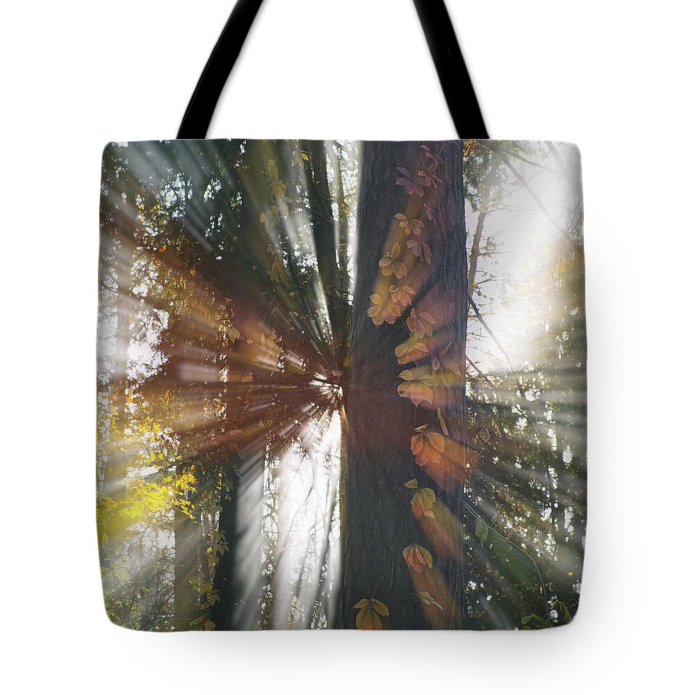 Sunlight Tote Bag featuring the photograph Autumn Burst by Andrii Maykovskyi