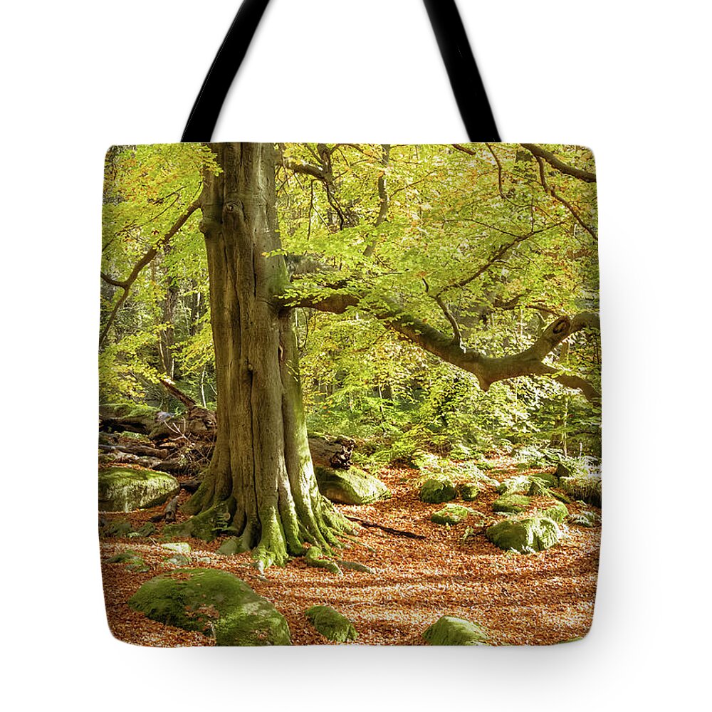 Autumn Tote Bag featuring the photograph Autumn colours in Derbyshire by Sue Leonard