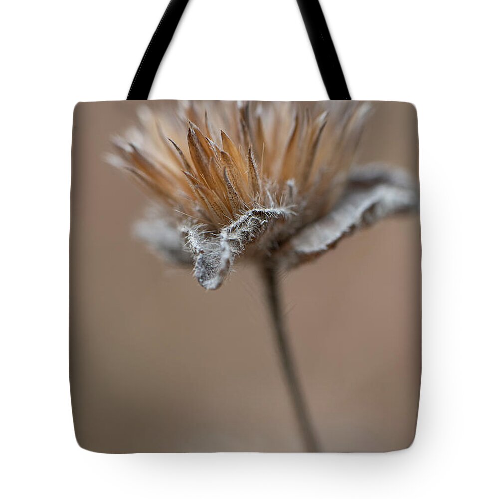 Autumn Tote Bag featuring the photograph Autumn Dried Flower by Karen Rispin
