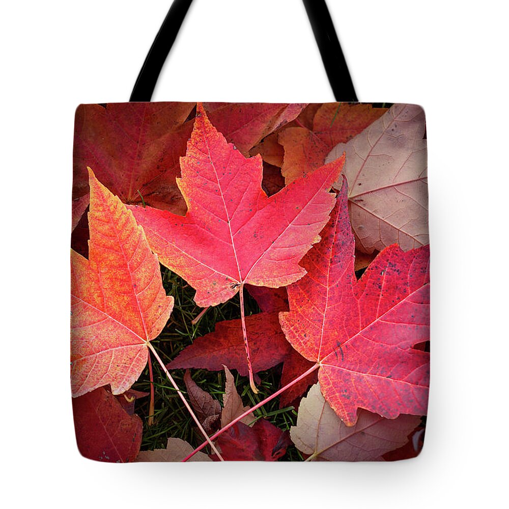 Nature Tote Bag featuring the digital art Autumn / Fall leaves Painting by Rick Deacon