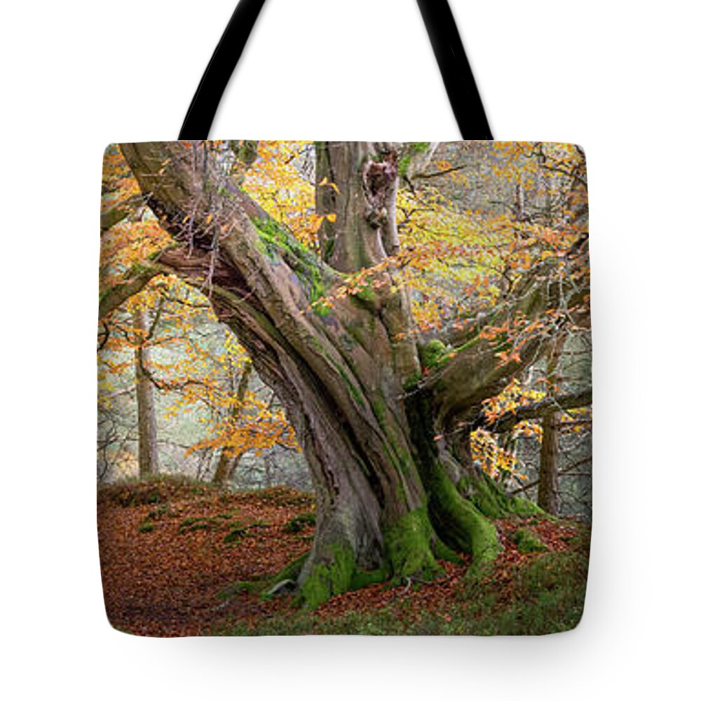 Autumn Tote Bag featuring the photograph Monarch of the Forest by Anita Nicholson