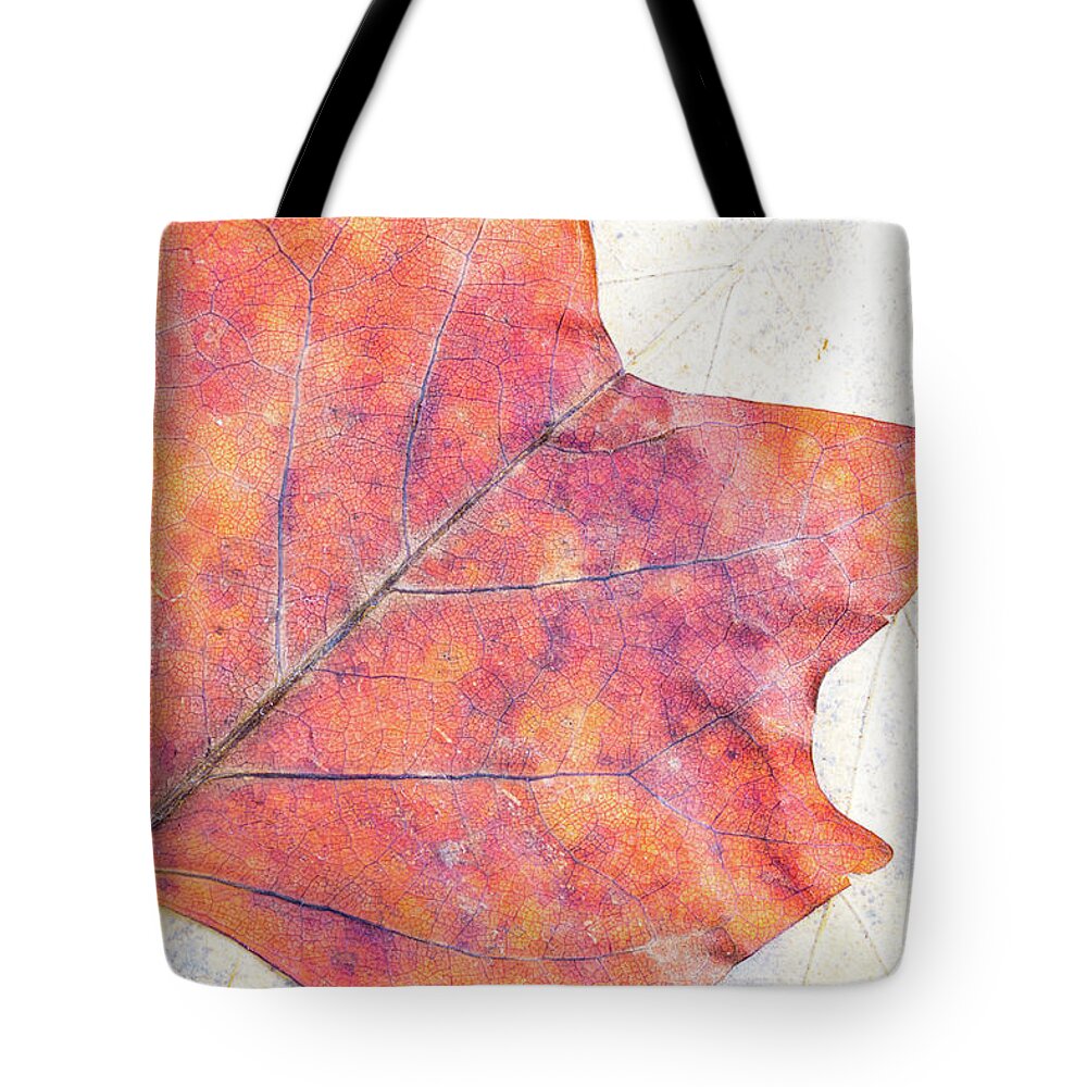 Autumn Tote Bag featuring the photograph Autumn leaves composition by Viktor Wallon-Hars