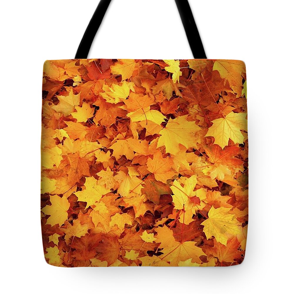 https://render.fineartamerica.com/images/rendered/default/tote-bag/images/artworkimages/medium/3/autumn-leaves-maple-fall-canada-tom-hill.jpg?&targetx=0&targety=-116&imagewidth=763&imageheight=995&modelwidth=763&modelheight=763&backgroundcolor=CF501B&orientation=0&producttype=totebag-18-18