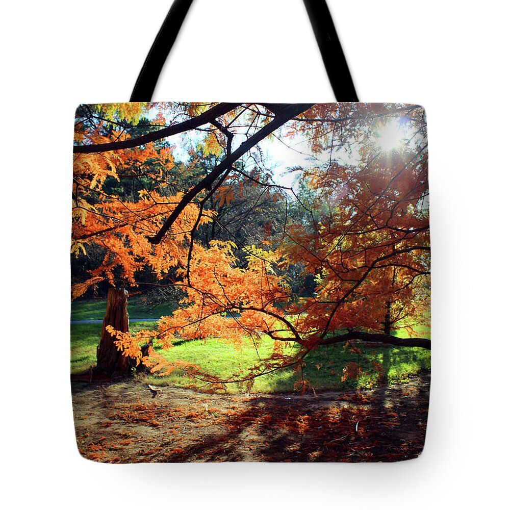 Autumn Tote Bag featuring the photograph Autumn Light by Carolyn Stagger Cokley