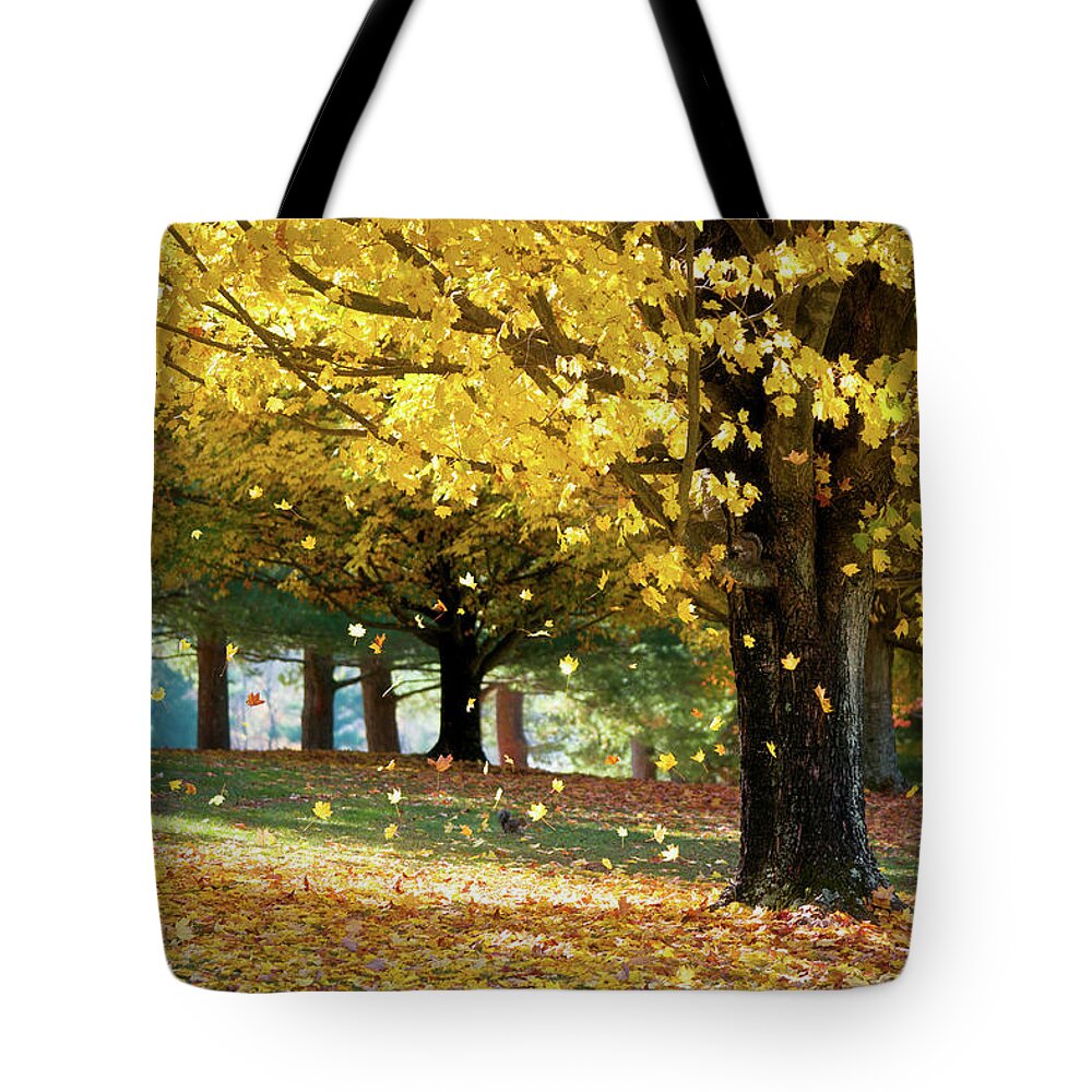 Autumn Tote Bag featuring the photograph Autumn Maple Tree Fall Foliage - Wonderland by Dave Allen