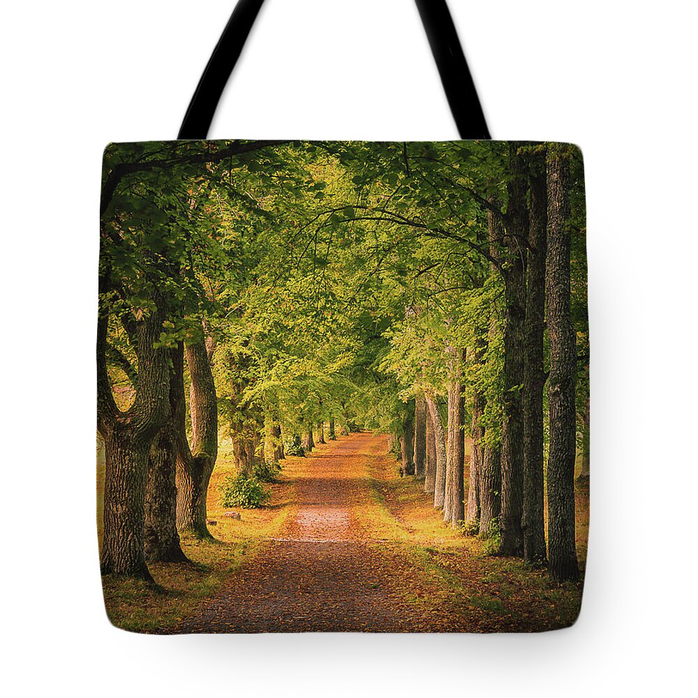 Autumn Tote Bag featuring the photograph Autumn Morning Alley by Nicklas Gustafsson