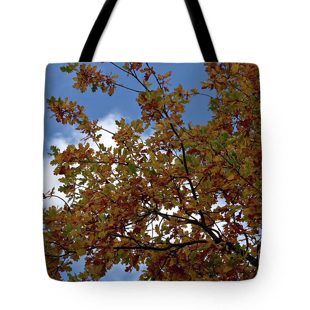Autumn Tote Bag featuring the photograph Autumn oak foliage by Stephen Melia