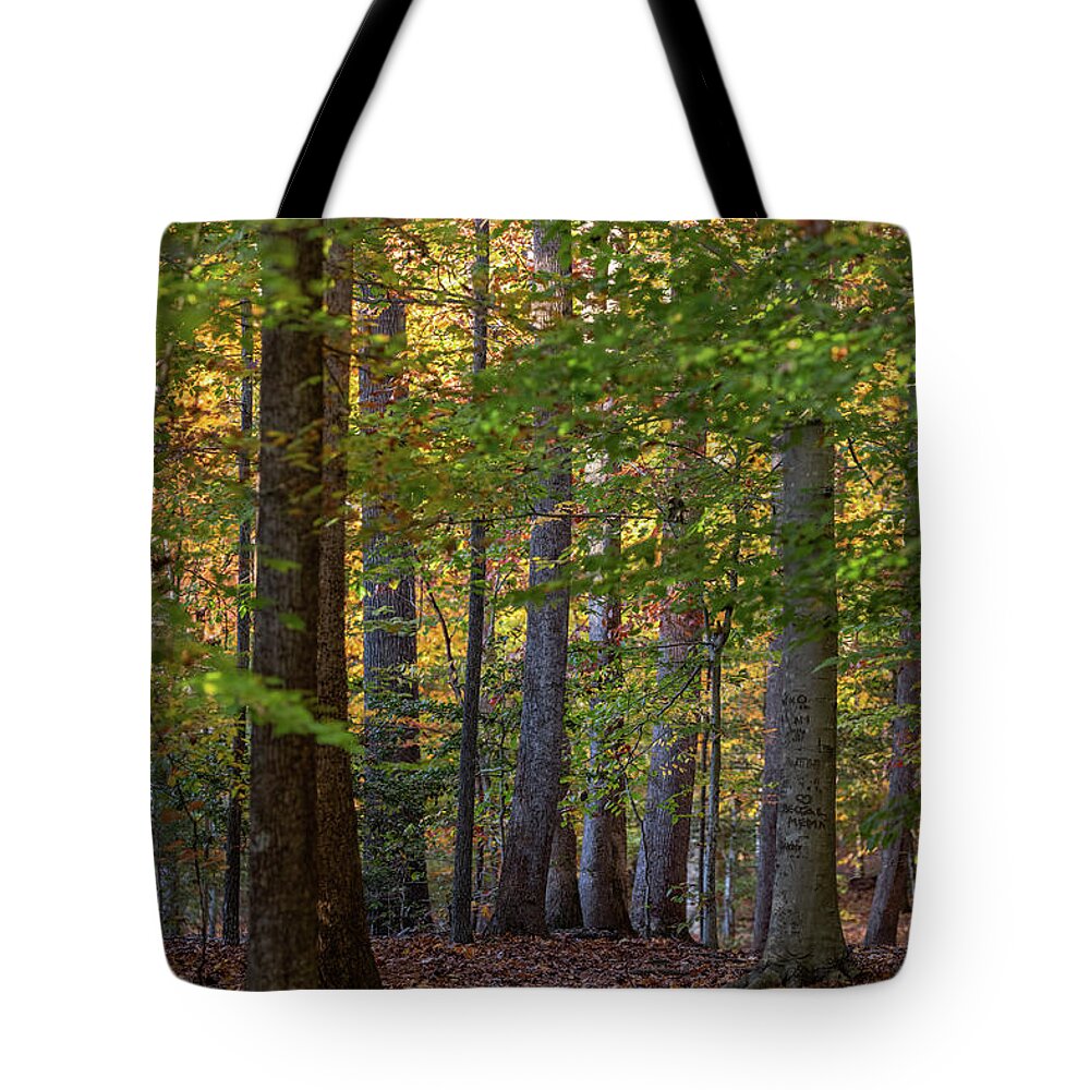 Park Tote Bag featuring the photograph Autumn Trail by Rachel Morrison